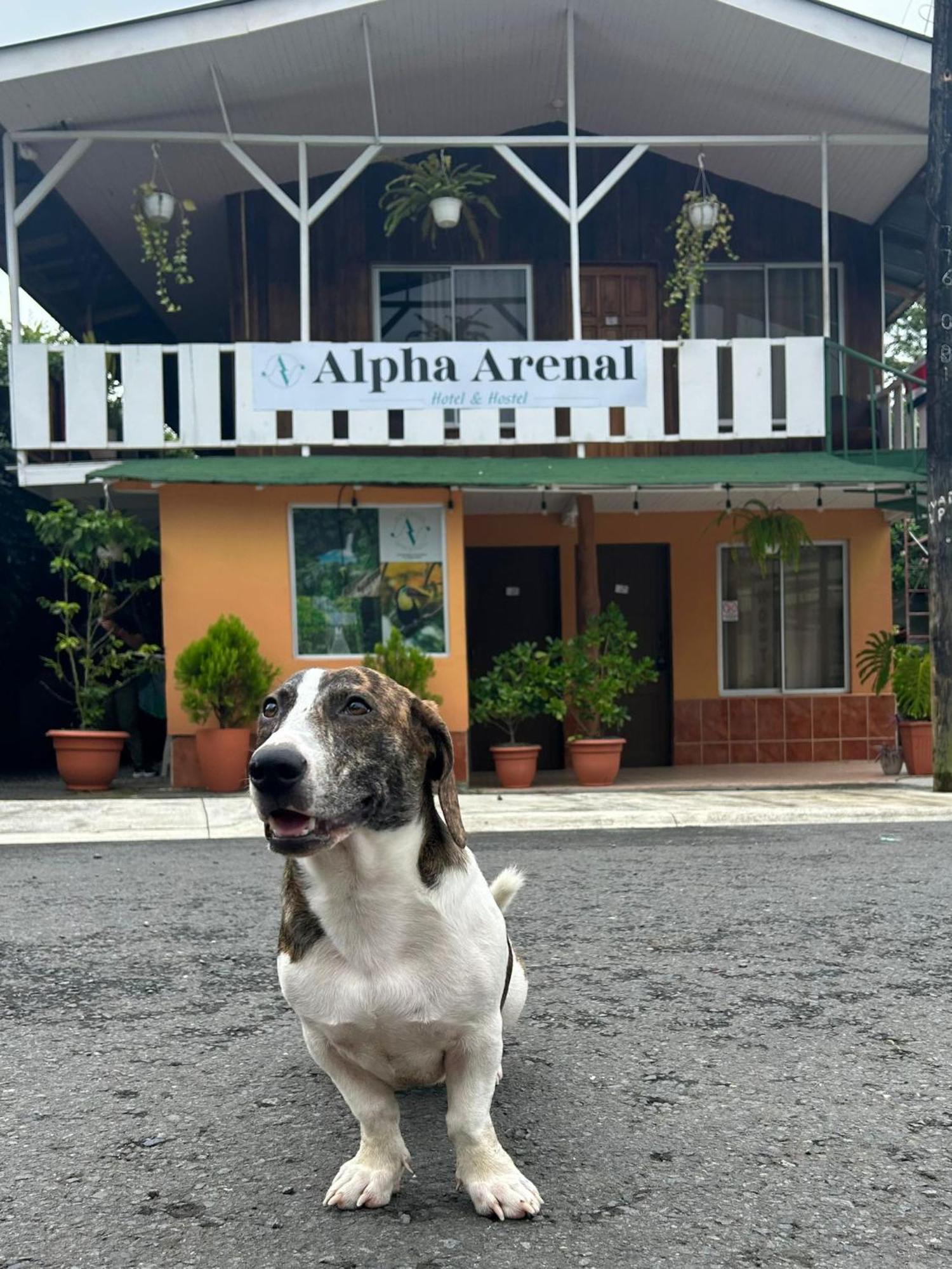 Alpha Arenal Hostel La Fortuna Екстериор снимка